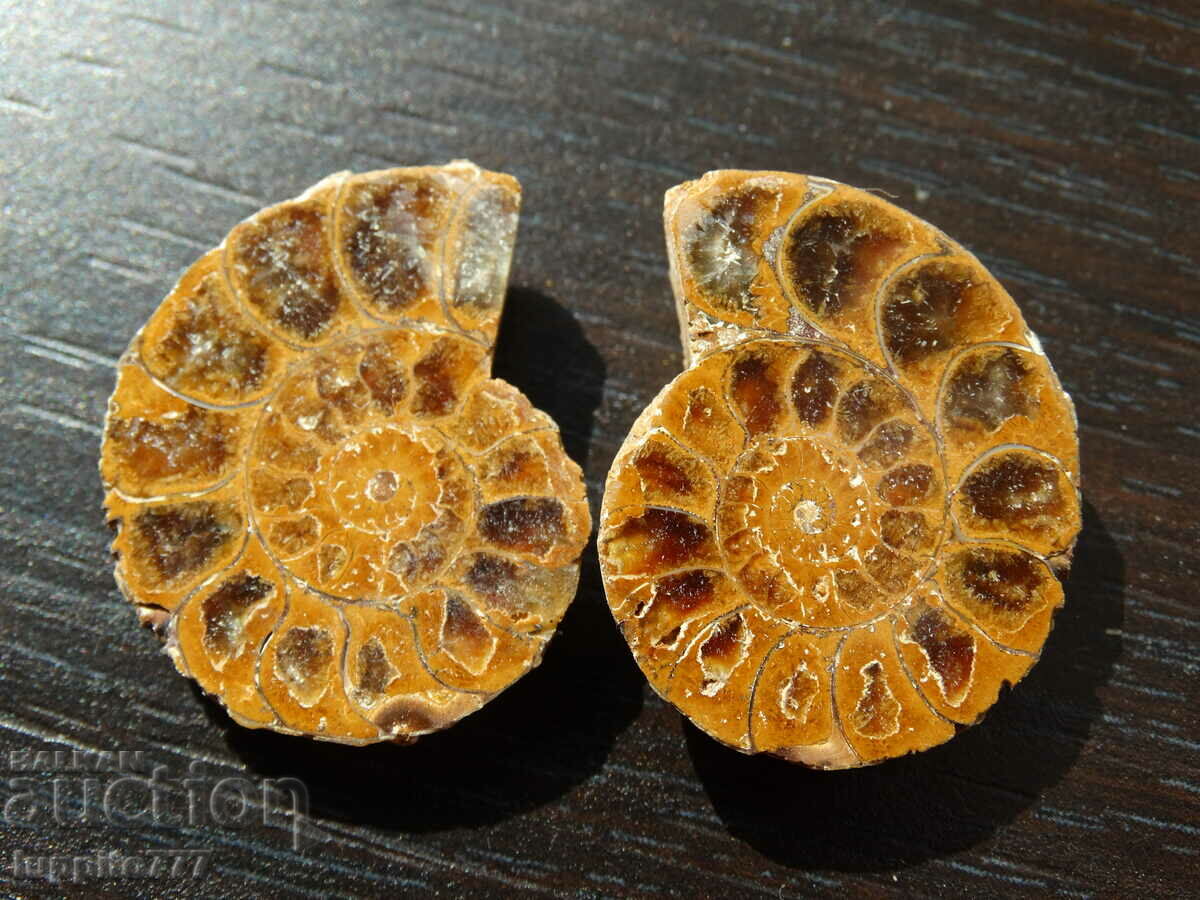 Δημοπρασία 62,85 k φυσικός αμμωνίτης Jurassic 2 τεμ. ένα ζεύγος Δημοπρασία 62,85 k φυσικός αμμωνίτης Jurassic 2 τεμ. ένα ζεύγος
