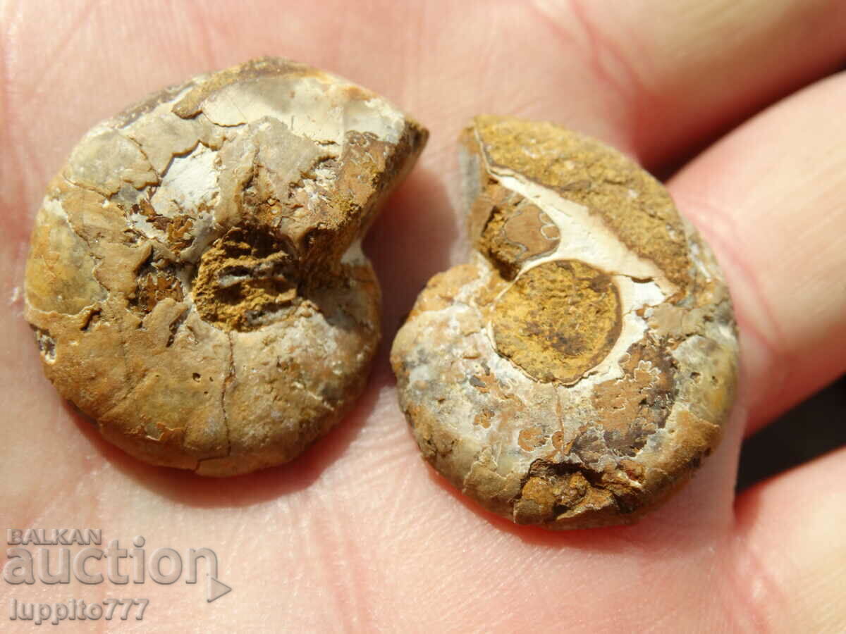 Παράδοση 62,85 k φυσικός αμμωνίτης Jurassic 2 τεμ. ένα ζεύγος Παράδοση 62,85 k φυσικός αμμωνίτης Jurassic 2 τεμ. ένα ζεύγος