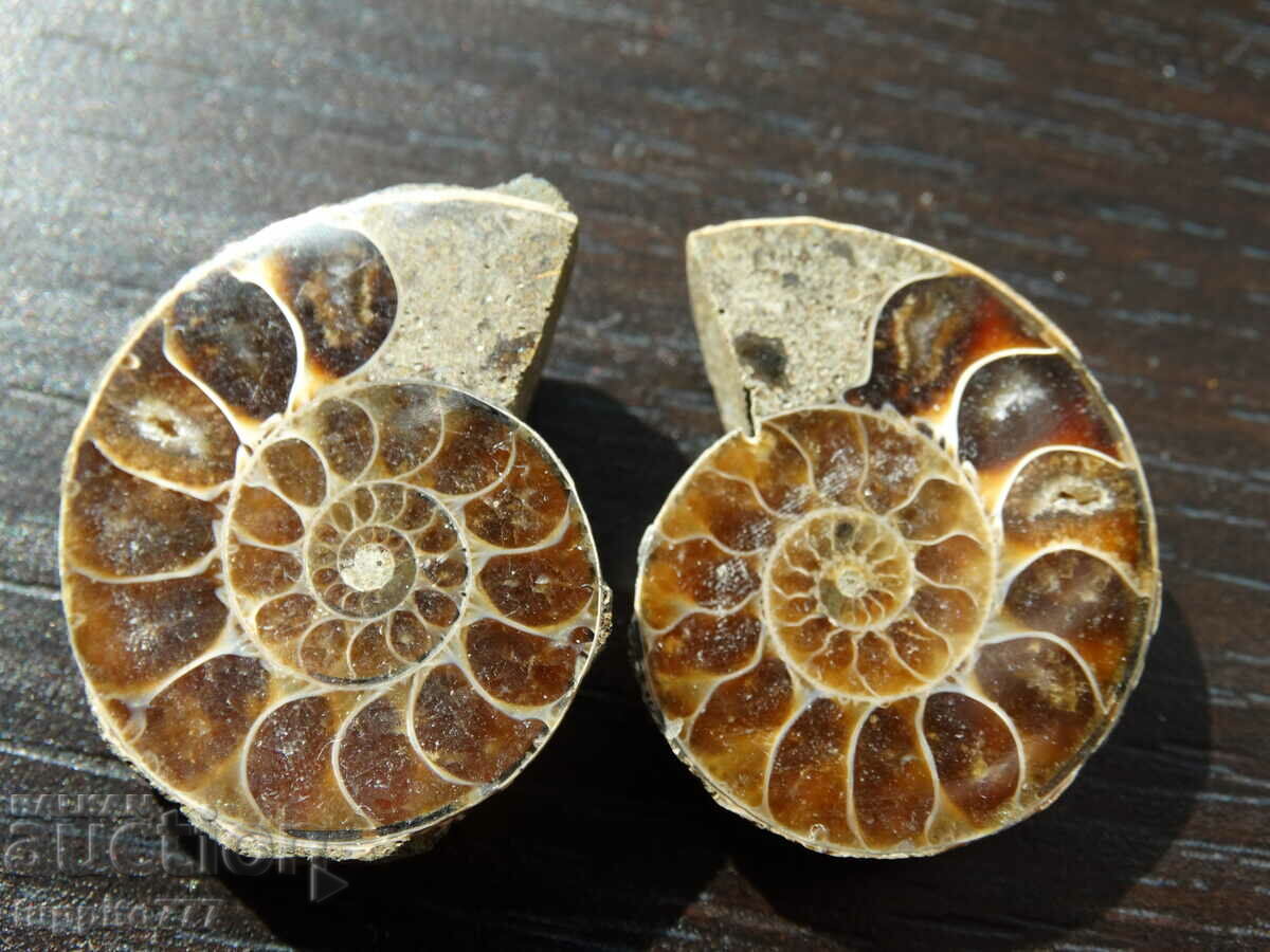 62,40 k φυσικός αμμωνίτης Jurassic 2 τεμ. ένα ζεύγος με τιμή 89.00 BGN | € 45.50 62,40 k φυσικός αμμωνίτης Jurassic 2 τεμ. ένα ζεύγος με τιμή 89.00 BGN | € 45.50