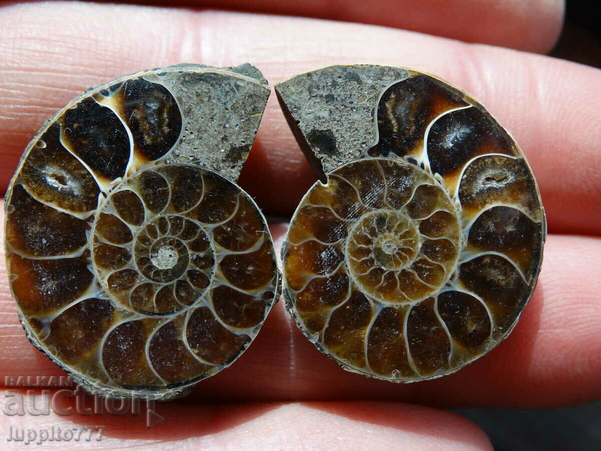 Δημοπρασία 62,40 k φυσικός αμμωνίτης Jurassic 2 τεμ. ένα ζεύγος Δημοπρασία 62,40 k φυσικός αμμωνίτης Jurassic 2 τεμ. ένα ζεύγος