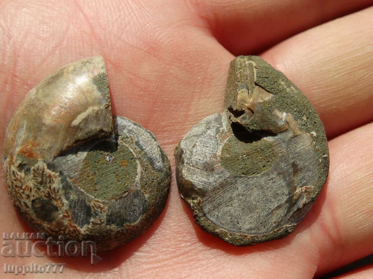 Παράδοση 62,40 k φυσικός αμμωνίτης Jurassic 2 τεμ. ένα ζεύγος Παράδοση 62,40 k φυσικός αμμωνίτης Jurassic 2 τεμ. ένα ζεύγος