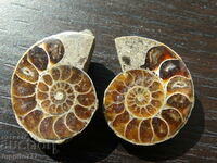 62.40 k natural ammonite Jurassic 2 pcs. a pair