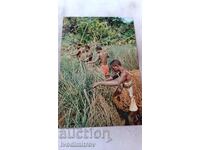 Καρτ ποστάλ Αφρική σε εικόνες Αφρικανοί κυνηγοί