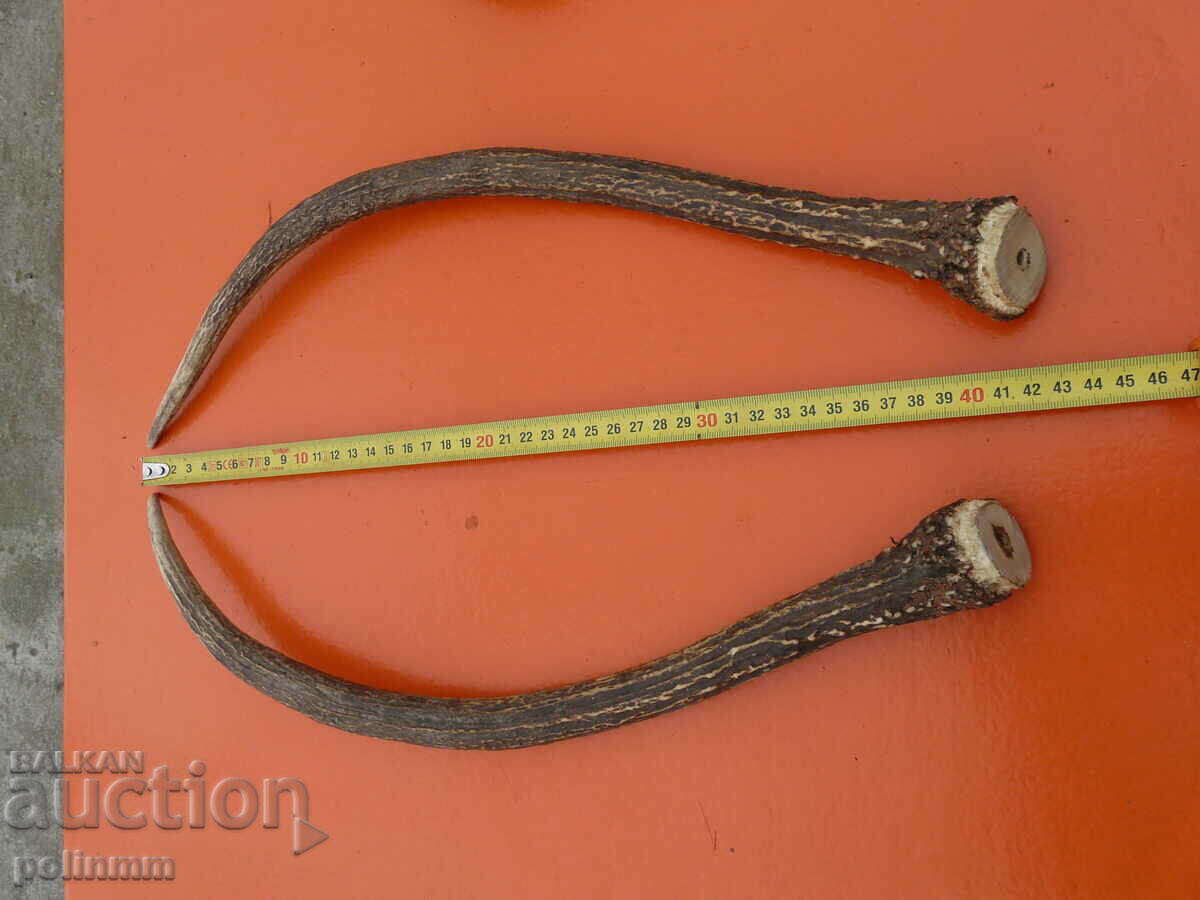 Antlers of a stag with price 70.00 BGN | € 35.79 Antlers of a stag with price 70.00 BGN | € 35.79