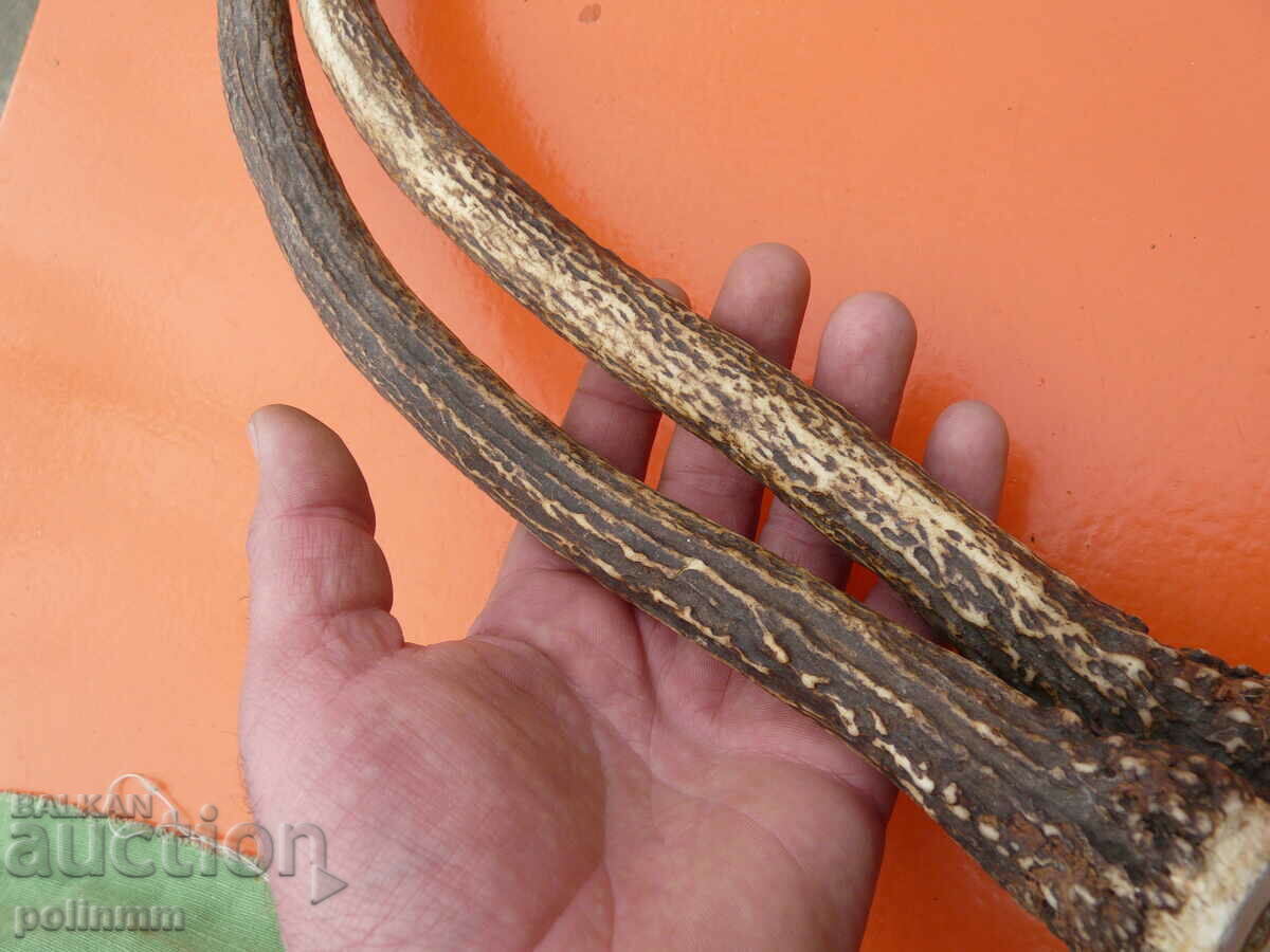 Auction Antlers of a stag Auction Antlers of a stag