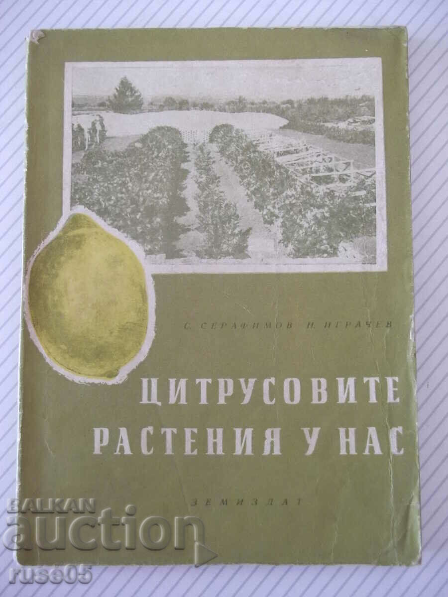 Cartea „Plante de citrice la noi – S.Serafimov” – 144 pagini.