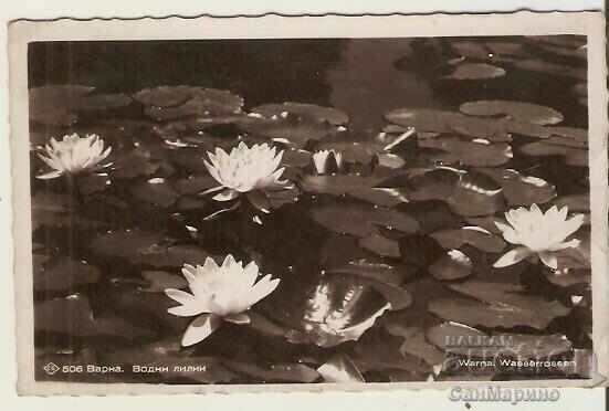 Card Bulgaria Varna Water lilies*