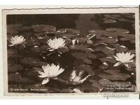 Κάρτα Βουλγαρία Βάρνα Νούφαρα 1*