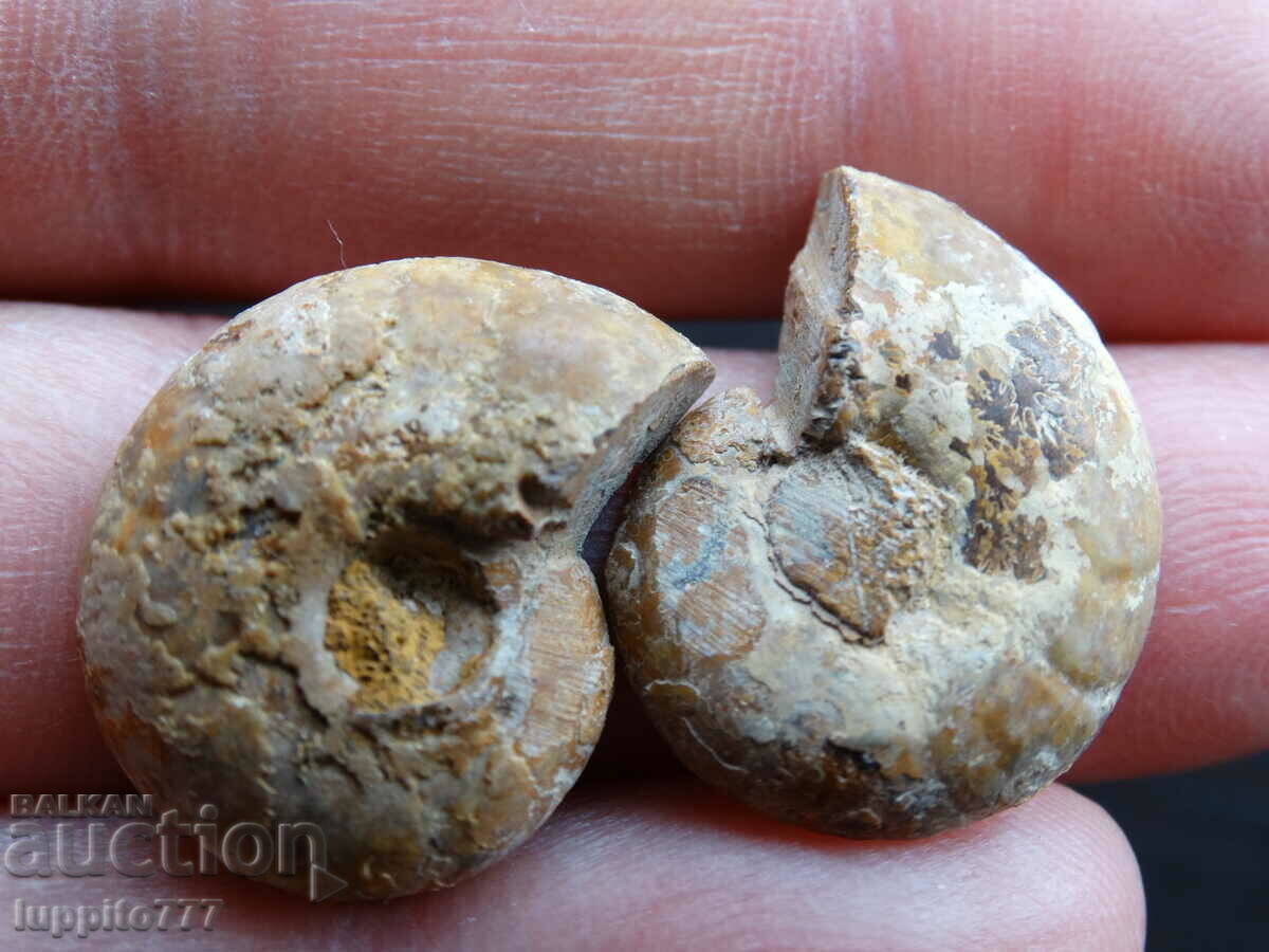 28.95 kth natural ammonite Jurassic 2 pcs. a pair with price 59.00 BGN | € 30.17