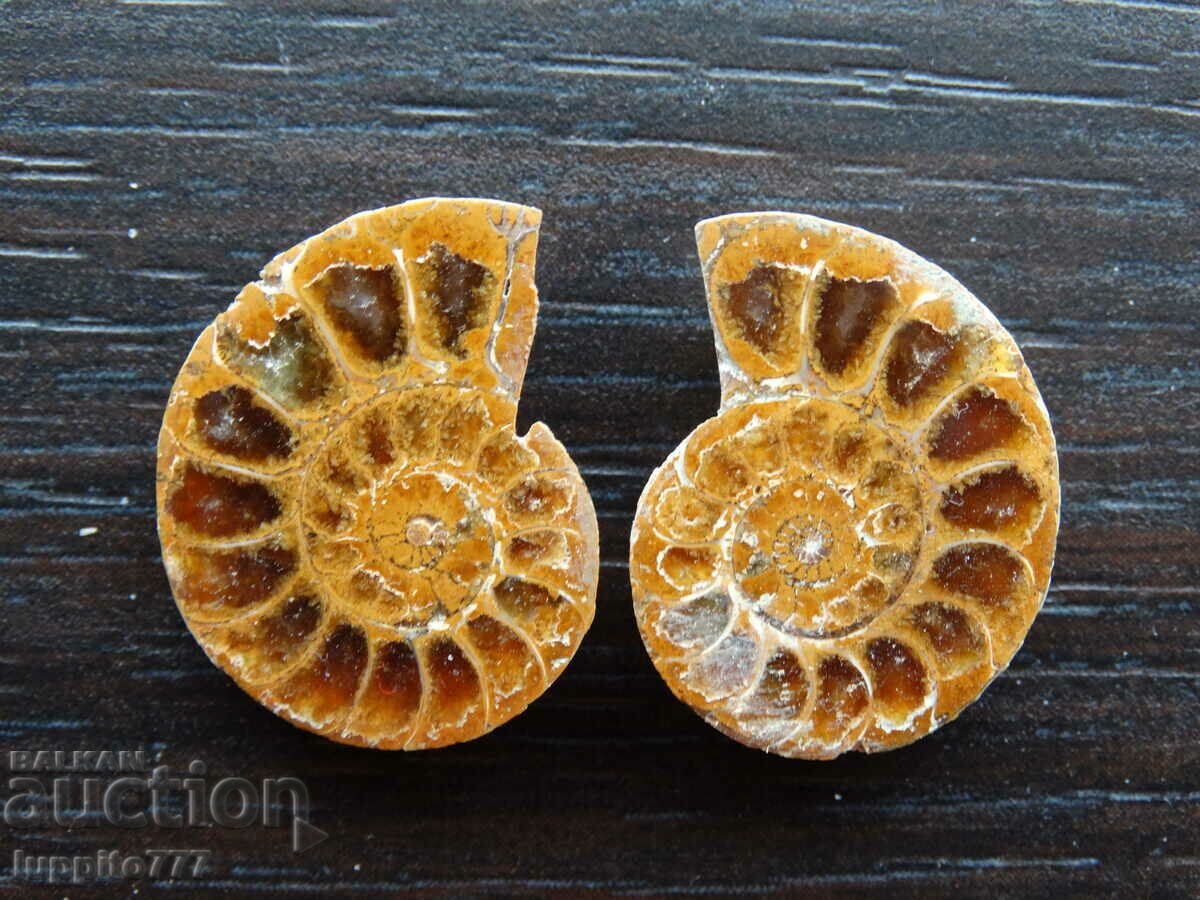 28.95 kth natural ammonite Jurassic 2 pcs. a pair