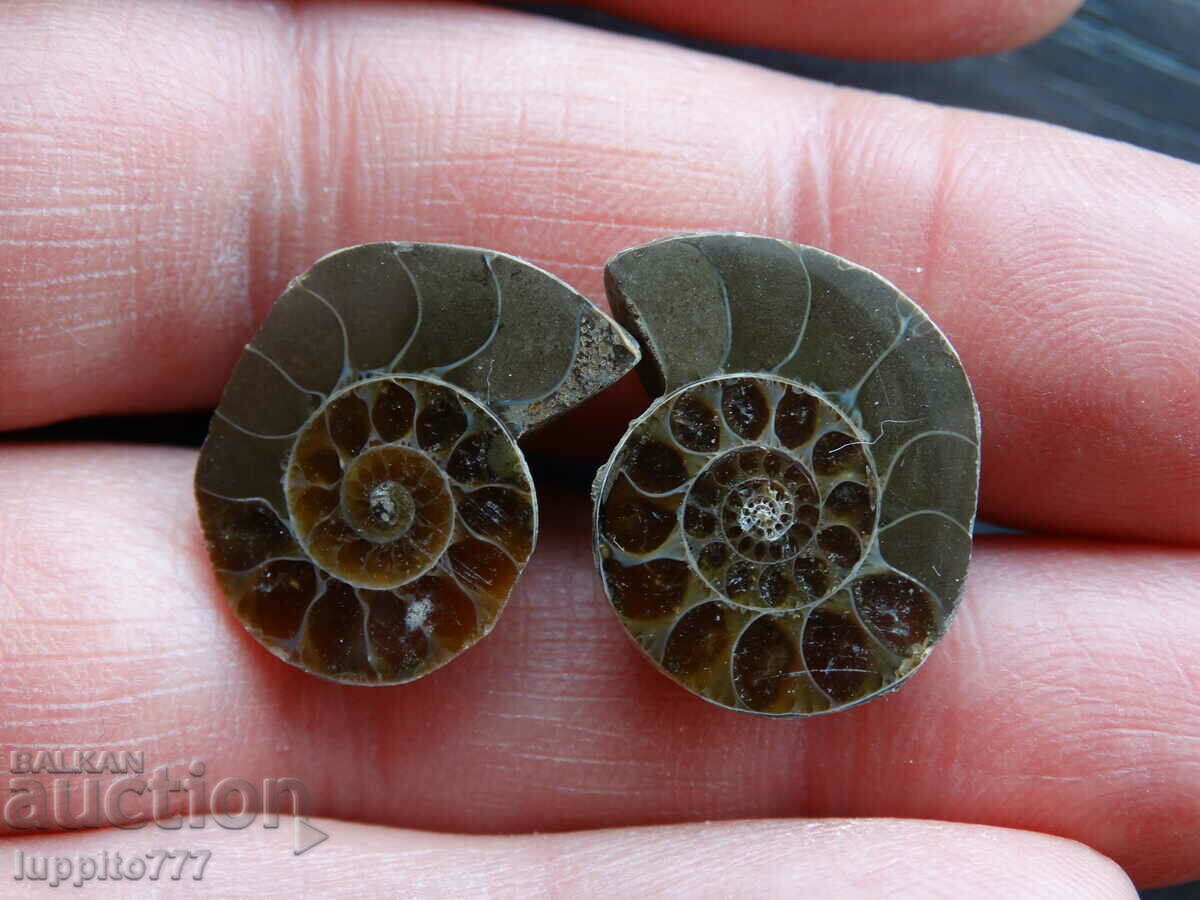 35.50 k natural ammonite Jurassic 2 pcs. a pair with price 59.00 BGN | € 30.17 35.50 k natural ammonite Jurassic 2 pcs. a pair with price 59.00 BGN | € 30.17