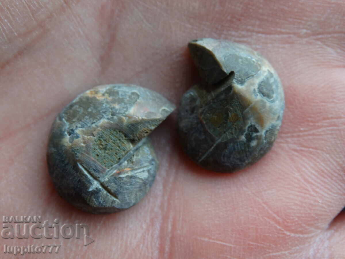 Auction 35.50 k natural ammonite Jurassic 2 pcs. a pair Auction 35.50 k natural ammonite Jurassic 2 pcs. a pair