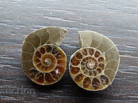 35.50 k natural ammonite Jurassic 2 pcs. a pair