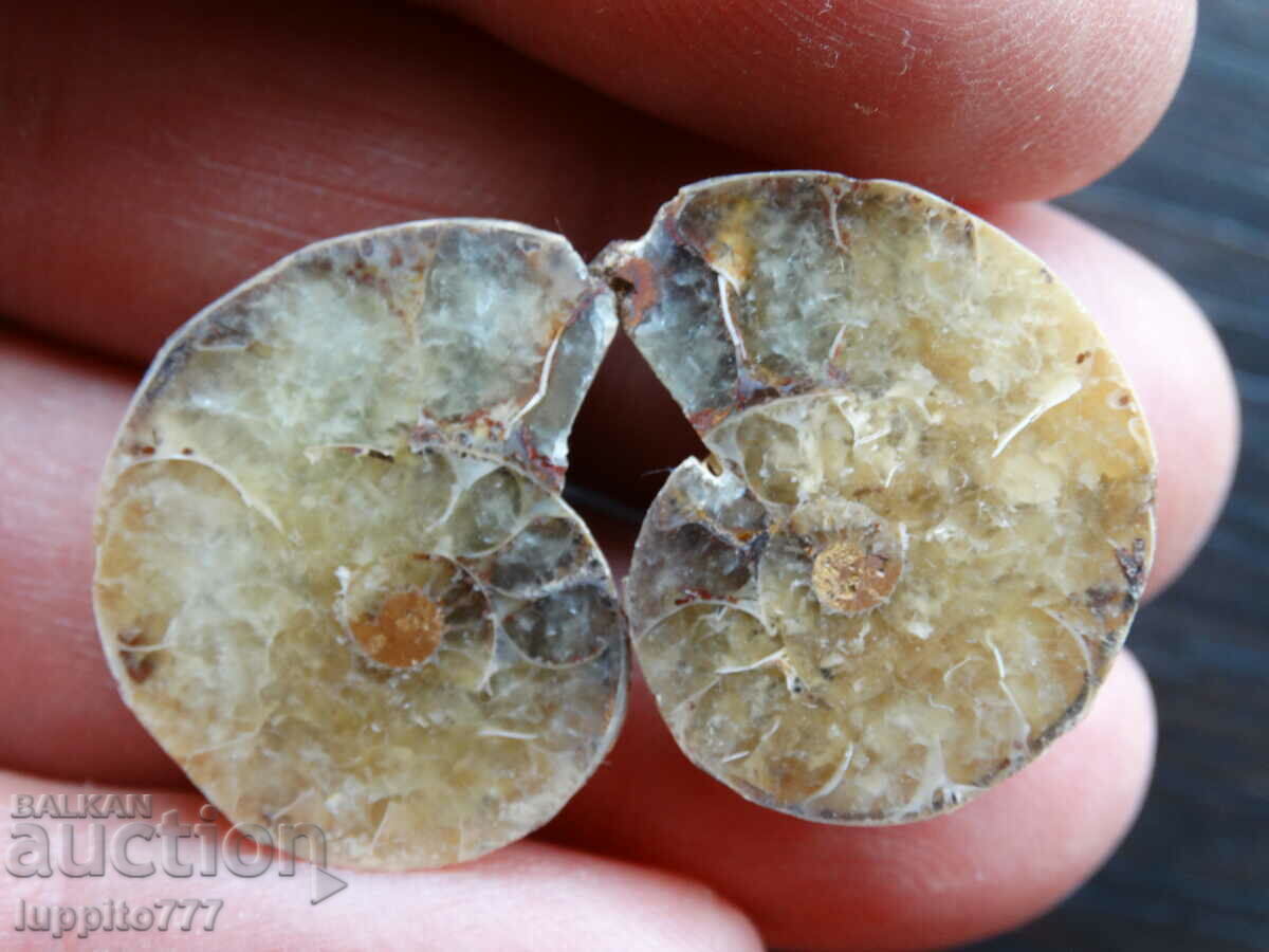 38.15 k natural ammonite Jurassic 2 pcs. a pair with price 59.00 BGN | € 30.17 38.15 k natural ammonite Jurassic 2 pcs. a pair with price 59.00 BGN | € 30.17
