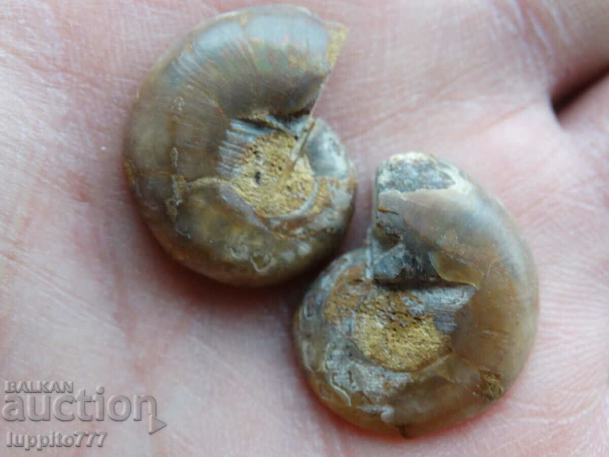 Auction 38.15 k natural ammonite Jurassic 2 pcs. a pair Auction 38.15 k natural ammonite Jurassic 2 pcs. a pair
