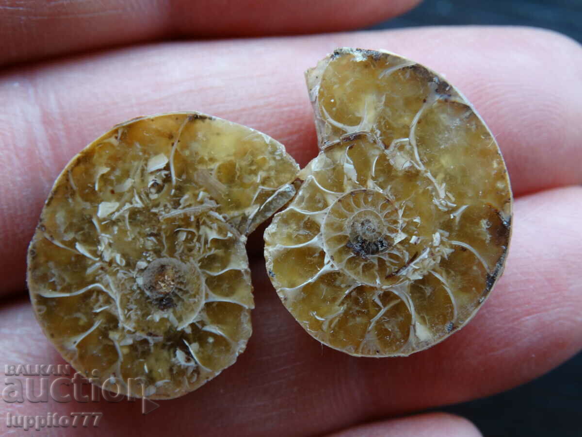 38.50 k natural ammonite Jurassic 2 pcs. a pair with price 59.00 BGN | € 30.17 38.50 k natural ammonite Jurassic 2 pcs. a pair with price 59.00 BGN | € 30.17