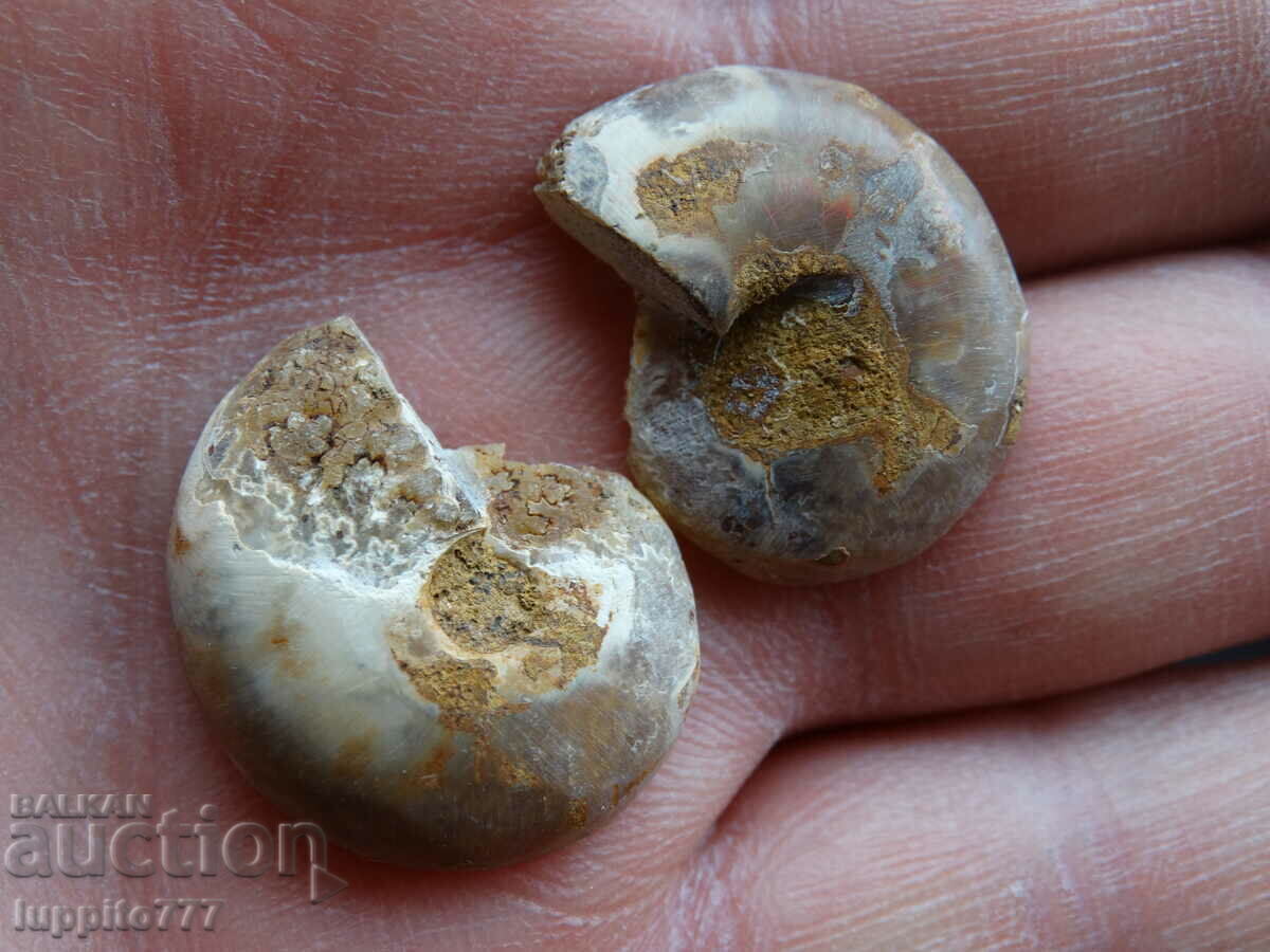 Auction 38.50 k natural ammonite Jurassic 2 pcs. a pair Auction 38.50 k natural ammonite Jurassic 2 pcs. a pair