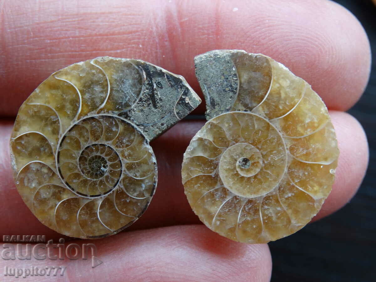 35.90 kth natural ammonite Jurassic 2 pcs. a pair with price 59.00 BGN | € 30.17