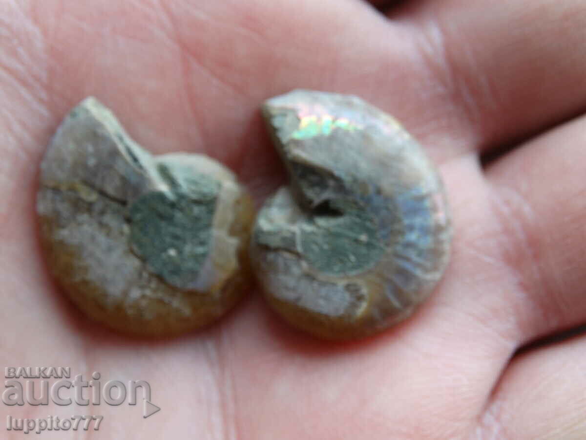 Auction  35.90 kth natural ammonite Jurassic 2 pcs. a pair