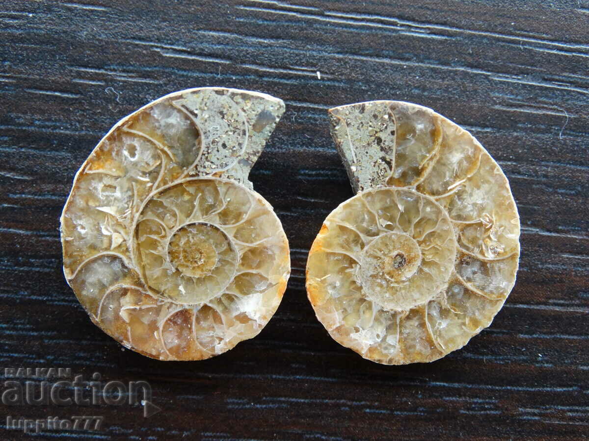 40.45 k natural ammonite Jurassic 2 pcs. a pair