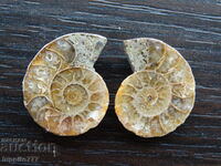 40.45 k natural ammonite Jurassic 2 pcs. a pair