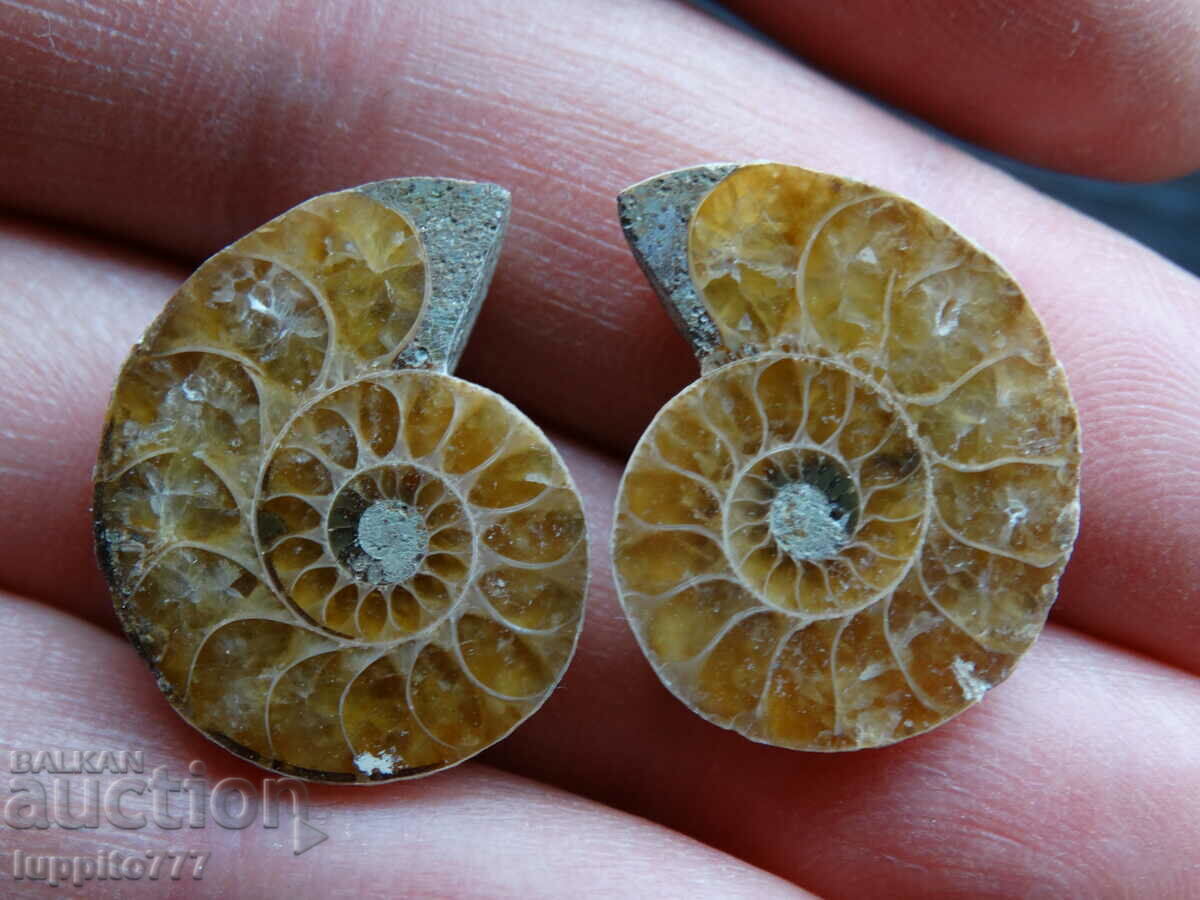 33.75 k natural ammonite Jurassic 2 pcs. a pair with price 59.00 BGN | € 30.17 33.75 k natural ammonite Jurassic 2 pcs. a pair with price 59.00 BGN | € 30.17