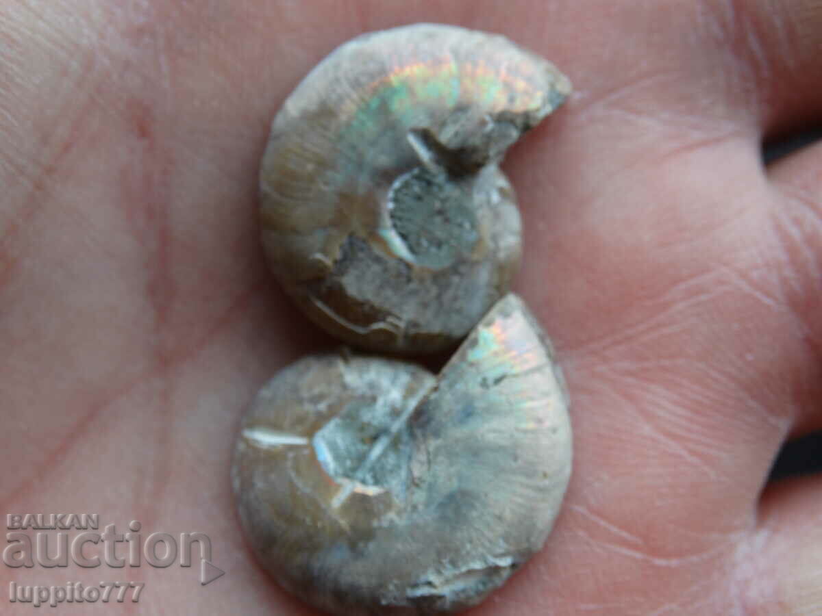Auction 33.75 k natural ammonite Jurassic 2 pcs. a pair Auction 33.75 k natural ammonite Jurassic 2 pcs. a pair
