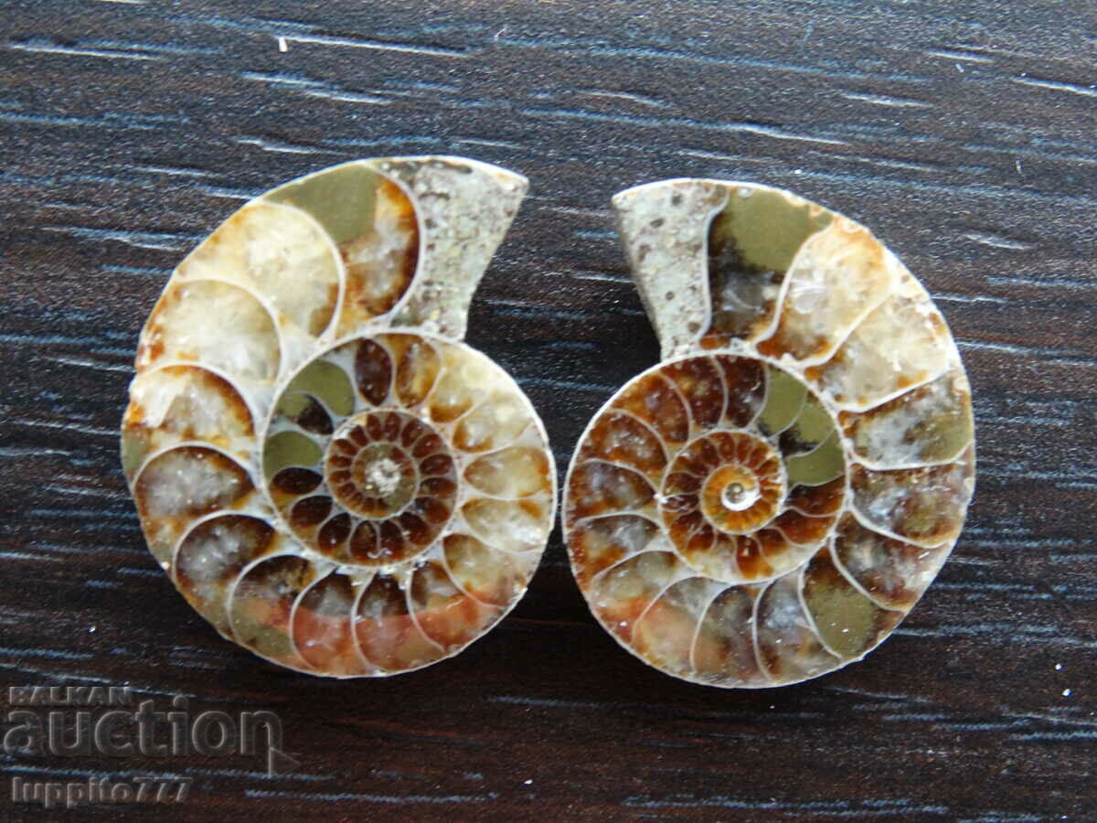 33.65 k natural ammonite Jurassic 2 pcs. a pair with price 59.00 BGN | € 30.17 33.65 k natural ammonite Jurassic 2 pcs. a pair with price 59.00 BGN | € 30.17