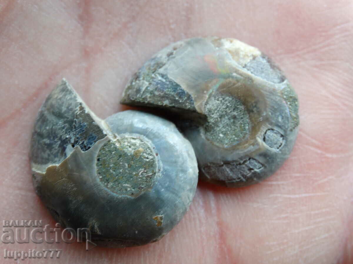 Auction 33.65 k natural ammonite Jurassic 2 pcs. a pair Auction 33.65 k natural ammonite Jurassic 2 pcs. a pair