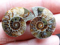 33.65 k natural ammonite Jurassic 2 pcs. a pair