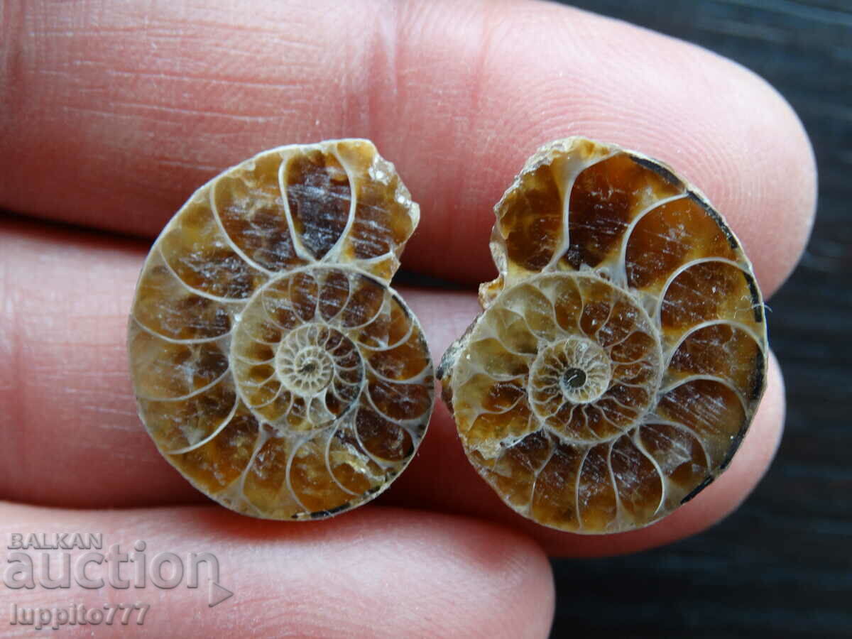 28.70 k natural ammonite Jurassic 2 pcs. a pair with price 49.00 BGN | € 25.05 28.70 k natural ammonite Jurassic 2 pcs. a pair with price 49.00 BGN | € 25.05