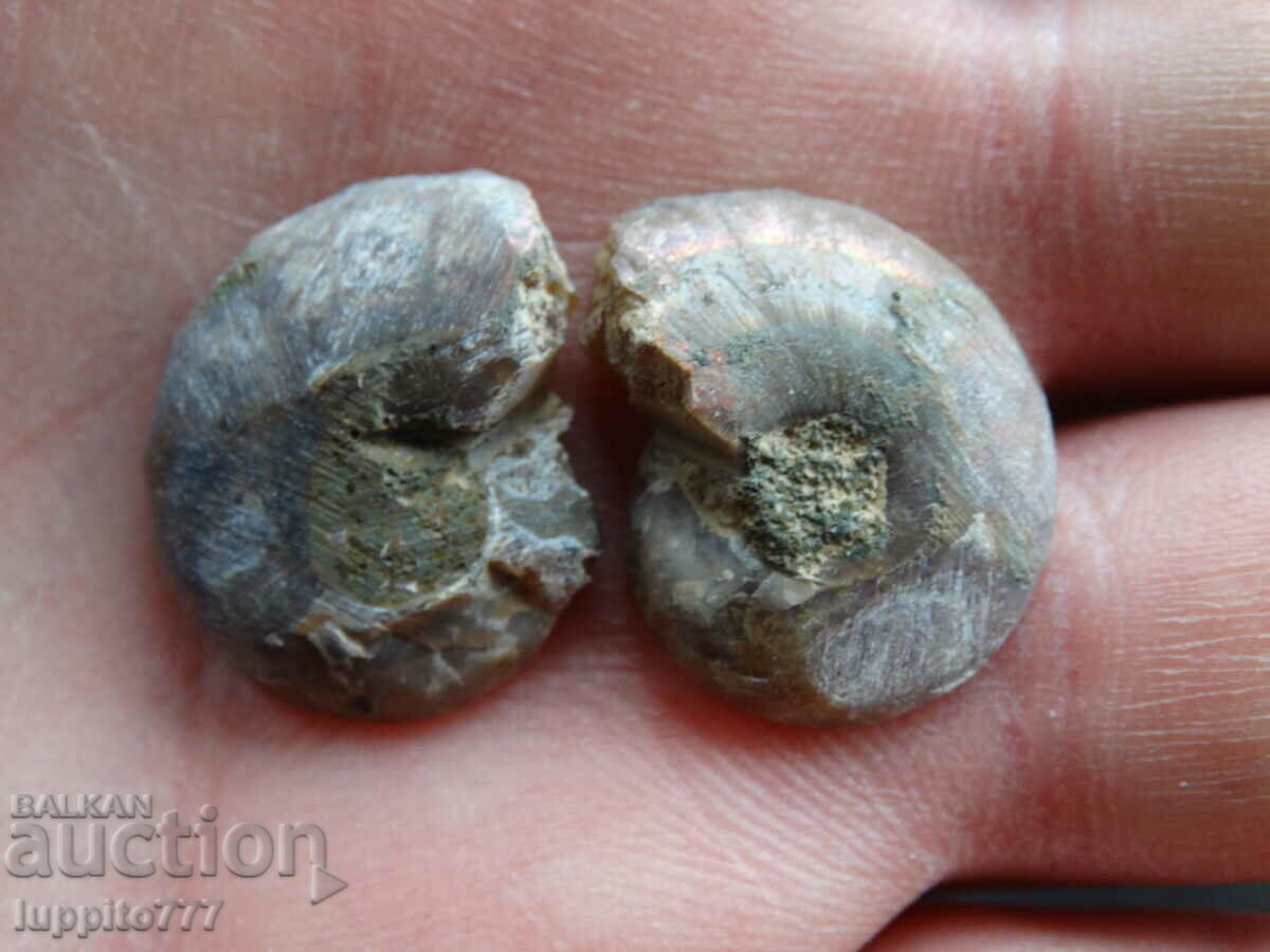 Auction 28.70 k natural ammonite Jurassic 2 pcs. a pair Auction 28.70 k natural ammonite Jurassic 2 pcs. a pair