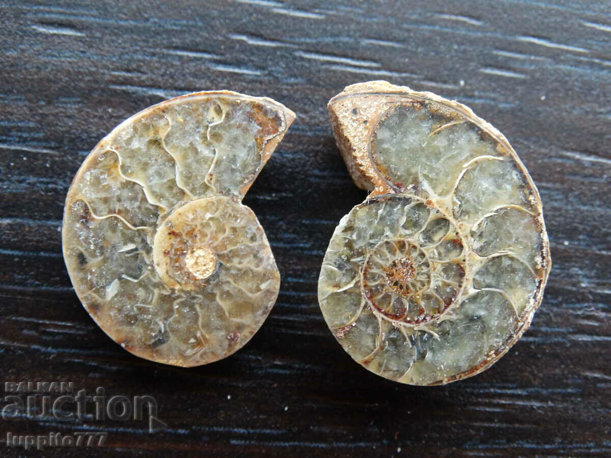 23.50 k natural ammonite Jurassic 2 pcs. a pair with price 49.00 BGN | € 25.05 23.50 k natural ammonite Jurassic 2 pcs. a pair with price 49.00 BGN | € 25.05