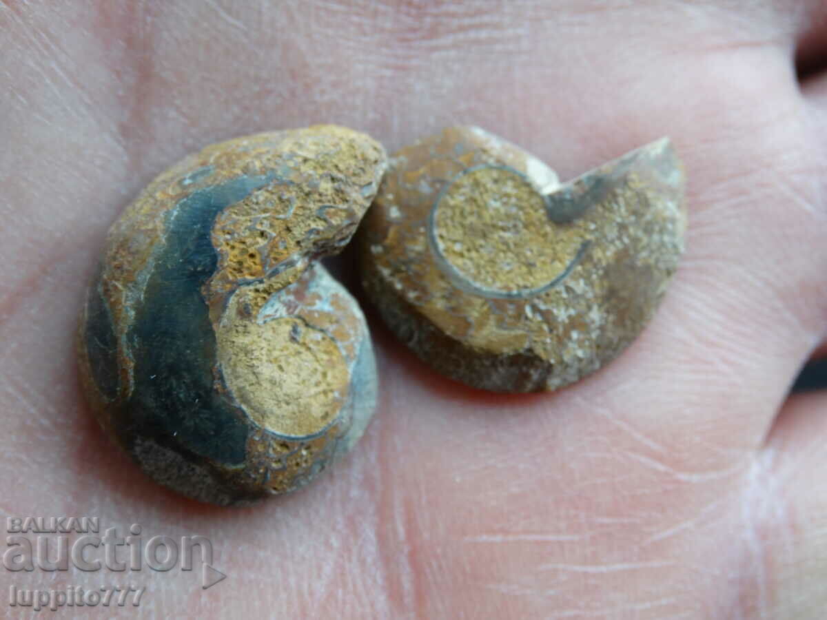 Auction 23.50 k natural ammonite Jurassic 2 pcs. a pair Auction 23.50 k natural ammonite Jurassic 2 pcs. a pair