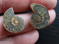 23.50 k natural ammonite Jurassic 2 pcs. a pair