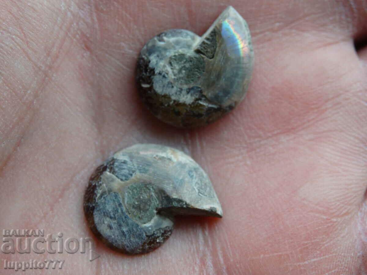 19.25 kth natural ammonite Jurassic 2 pcs. a pair with price 49.00 BGN | € 25.05 19.25 kth natural ammonite Jurassic 2 pcs. a pair with price 49.00 BGN | € 25.05