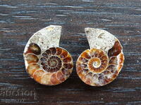 19.25 kth natural ammonite Jurassic 2 pcs. a pair