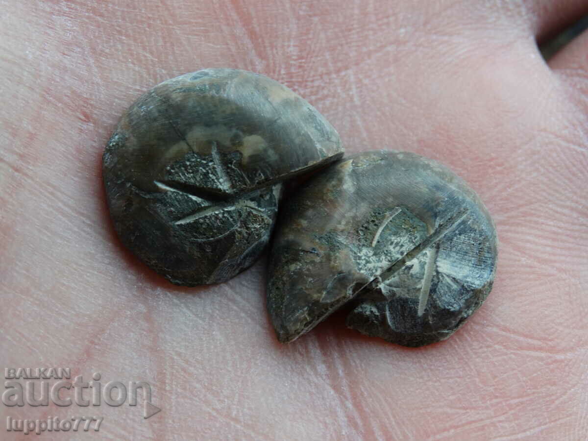 32.50 k natural ammonite Jurassic 2 pcs. a pair with price 39.00 BGN | € 19.94 32.50 k natural ammonite Jurassic 2 pcs. a pair with price 39.00 BGN | € 19.94