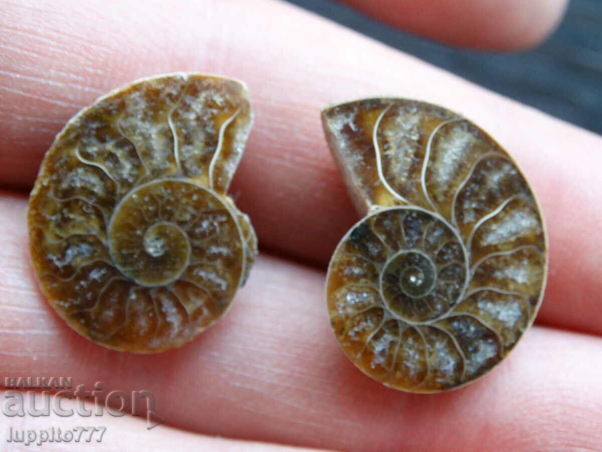 25.80 k natural ammonite Jurassic 2 pcs. a pair with price 39.00 BGN | € 19.94 25.80 k natural ammonite Jurassic 2 pcs. a pair with price 39.00 BGN | € 19.94