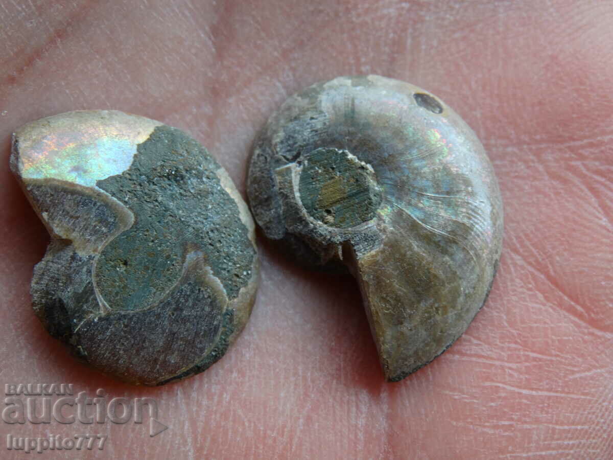 Auction 25.80 k natural ammonite Jurassic 2 pcs. a pair Auction 25.80 k natural ammonite Jurassic 2 pcs. a pair