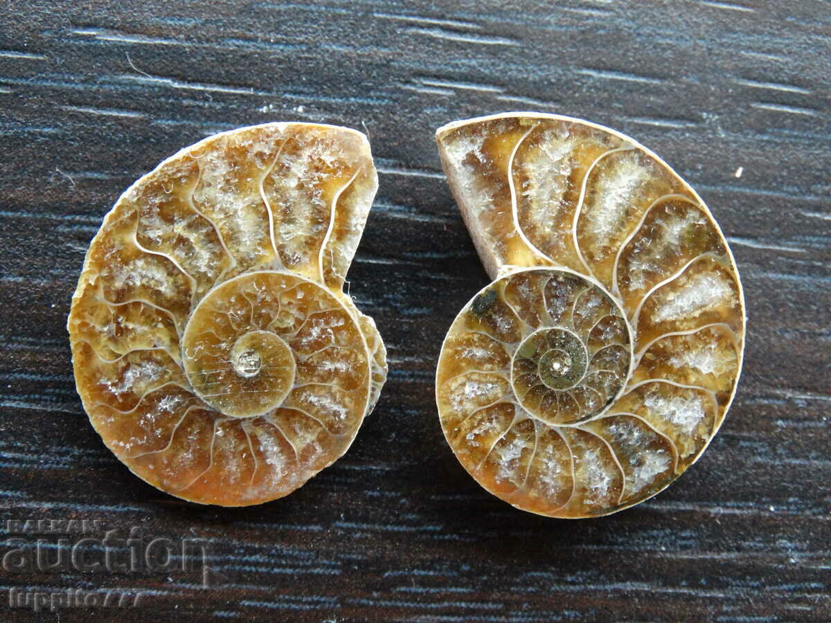 25.80 k natural ammonite Jurassic 2 pcs. a pair