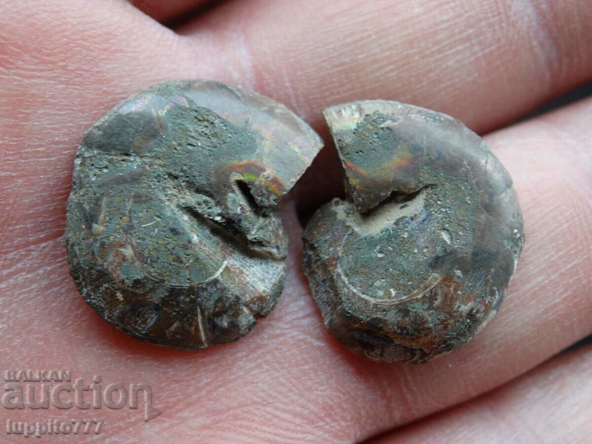 21,85 k φυσικός αμμωνίτης Jurassic 2 τεμ. ένα ζεύγος με τιμή 39.00 BGN | € 19.94