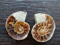 21.85 k natural ammonite Jurassic 2 pcs. a pair