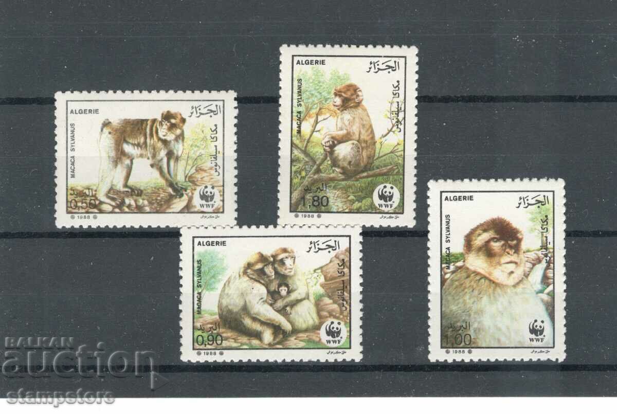 Алжир - Примати