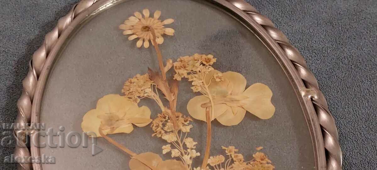 Old panel-Herbarium - 7 Old panel-Herbarium - 7