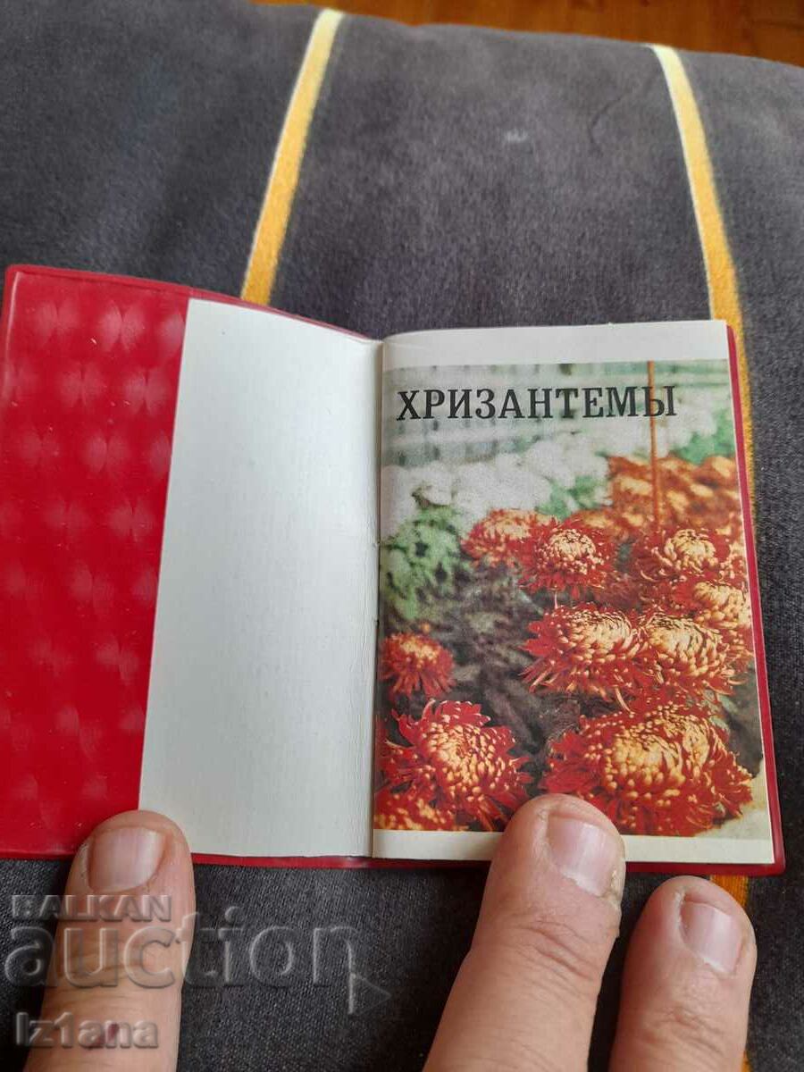 Old monument Chrysanthemums with price 15.00 BGN | € 7.67 Old monument Chrysanthemums with price 15.00 BGN | € 7.67