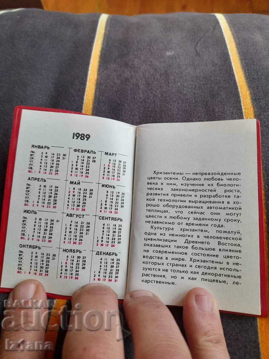 Auction Old monument Chrysanthemums Auction Old monument Chrysanthemums