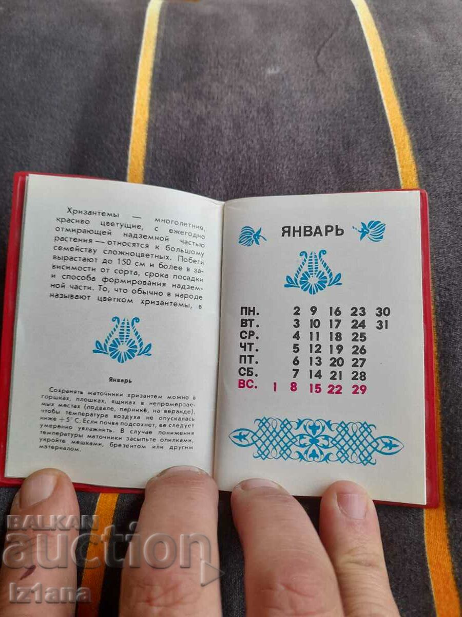 Delivery of Old monument Chrysanthemums Delivery of Old monument Chrysanthemums