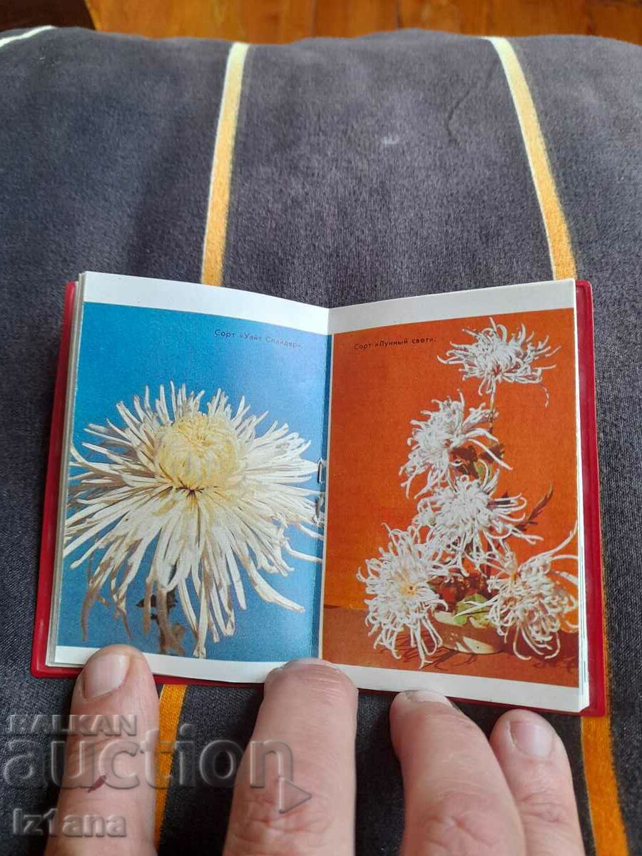 Old monument Chrysanthemums - 5 Old monument Chrysanthemums - 5