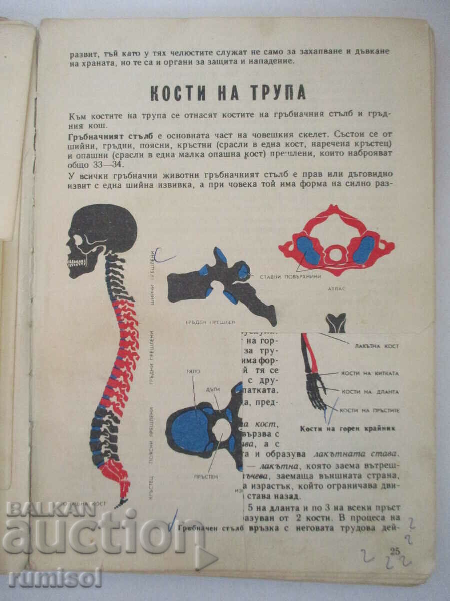 Delivery of Human anatomy and physiology - Georgi K. Nalbantov Delivery of Human anatomy and physiology - Georgi K. Nalbantov